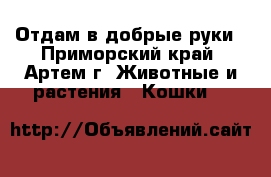 Отдам в добрые руки - Приморский край, Артем г. Животные и растения » Кошки   